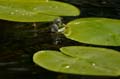Teichfrosch (Rana kl. esculenta) - 07